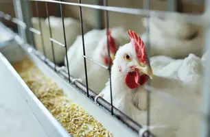 Gripe aviária (Foto: Kalinovskiy/Getty Images)