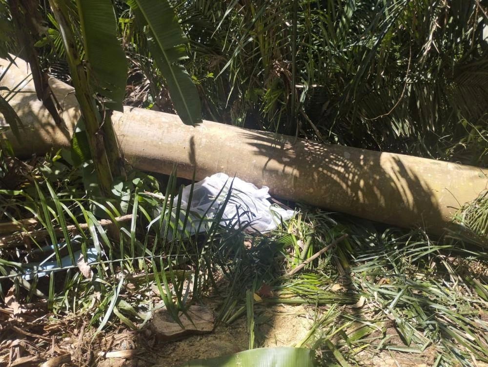 Homem morre após ser atingido por árvore que ele cortava em município do Piauí