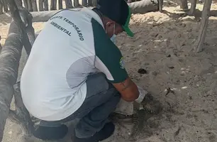 Instituto Tartarugas do Delta resgata tartaruga jovem em Cajueiro da Praia (Foto: Reprodução)