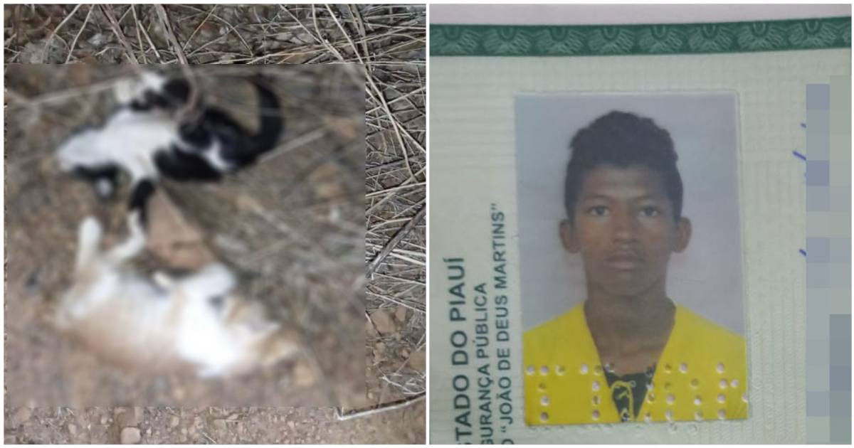 Jovem suspeito de matar gatos a tiros e ameçar tutores é preso no Piauí