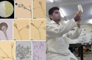 Nova espécie de fungo é descoberta por pesquisadores de universidade do Piauí (Foto: Reprodução)