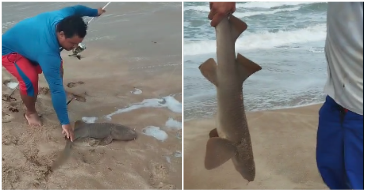 O Conecta Piauí apurou que os pescadores estavam pescando com anzol quando pegaram o animal