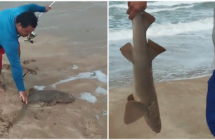 O Conecta Piauí apurou que os pescadores estavam pescando com anzol quando pegaram o animal (Foto: Reprodução)