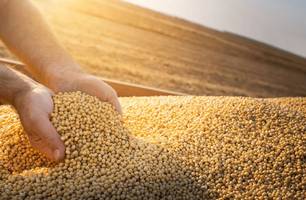 Piauí bate próprio recorde e supera marca de R$ 8 bilhões em exportações em 2023 (Foto: Reprodução)