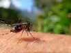 Dengue: estados apresentam queda; Piauí está na lista