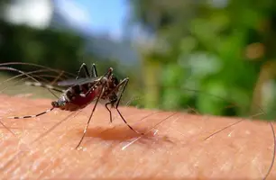 Piauí tem redução de 33% nos casos de dengue nas primeiras semanas de 2024 (Foto: Reprodução)