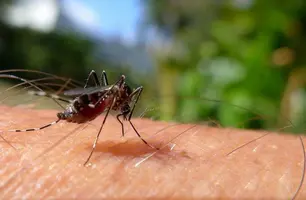 Piauí tem redução de 33% nos casos de dengue nas primeiras semanas de 2024 (Foto: Reprodução)