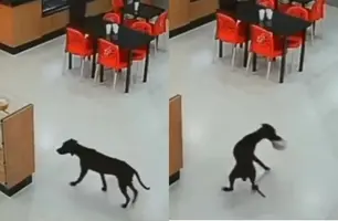 Cachorro "rouba" bolo em padaria e sai tranquilo pela porta da frente no Goiais (Foto: Reprodução)