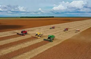Colheita em Baixa Grande do Ribeiro (Foto: Reprodução)