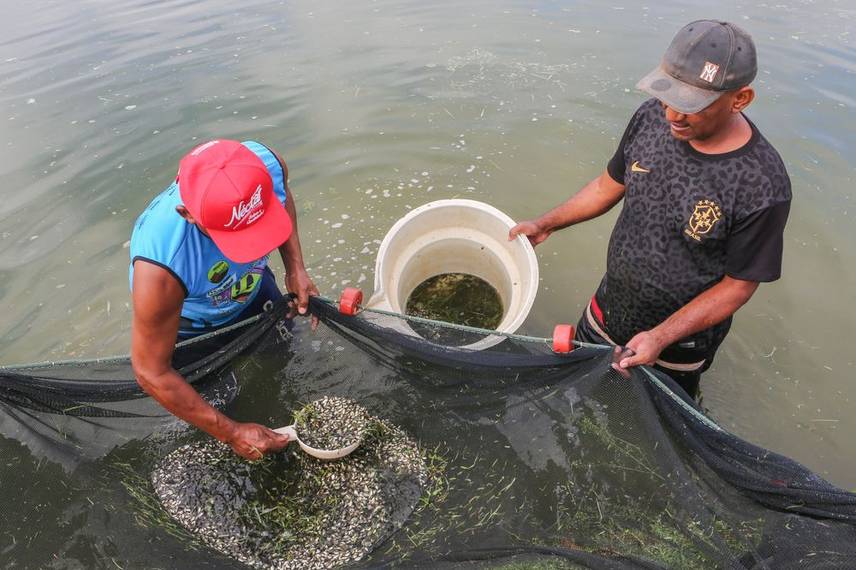 Distribuição de alevinos beneficia mais de duas mil famílias de agricultores no Piauí Distribuição de alevinos beneficia mais de duas mil famílias de agricultores no Piauí
