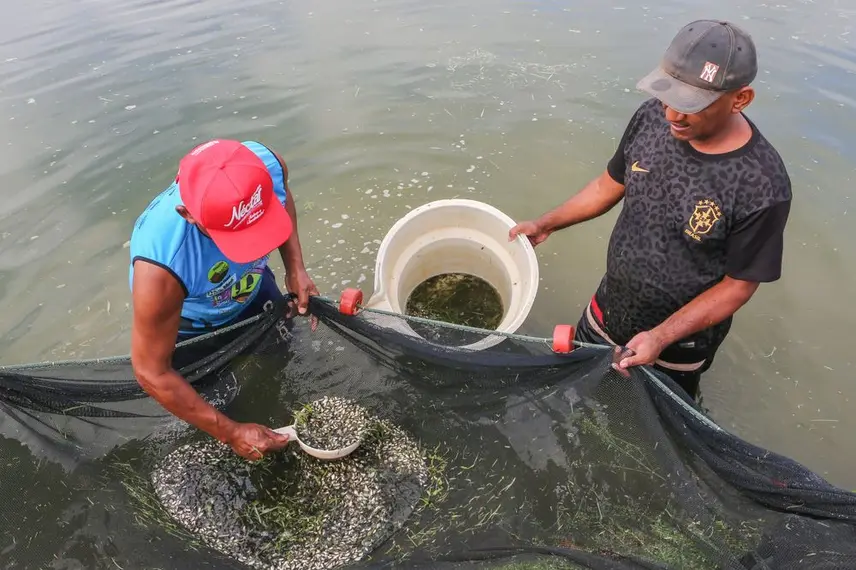 Distribuição de alevinos beneficia mais de duas mil famílias de agricultores no Piauí