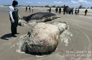 Baleia em estado de decomposição encalha em Praia de Maramar (Foto: Reprodução)