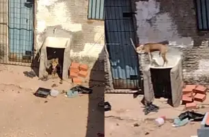 Cachorro é encontrado amarrado e sem água em quintal de casa fechada de Teresina (Foto: Reprodução)