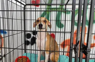 Cadela em situação de maus-tratos é resgatada em Teresina; polícia investiga (Foto: Conecta Piauí)