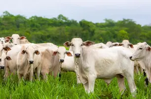 Piauí inicia campanha de atualização de rebanhos de olho em selo internacional (Foto: Reprodução)