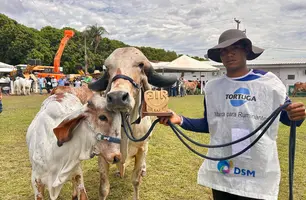 73ª Expoapi realiza julgamento de cerca de 200 animais das raças Gir e Nelore (Foto: Conecta Piauí)