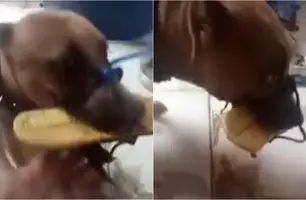 Cachorra tem boca amarrada por tutor em Teresina; caso gera revolta (Foto: Reprodução)