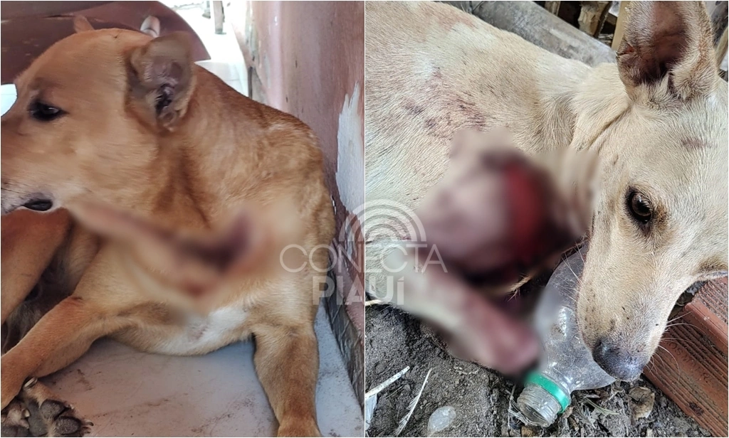 Cães foram atacados e um morreu; dono suspeita de ação criminosa