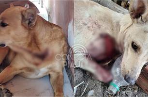 Cães foram atacados e um morreu; dono suspeita de ação criminosa (Foto: Reprodução)