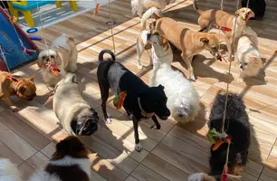 Com a chegada do fim de ano, hotéis pet já anunciam quase 100% de ocupação (Foto: Reprodução)