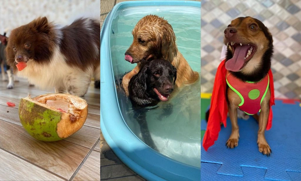 Com a chegada do fim de ano, hotéis pet já anunciam quase 100% de ocupação