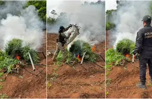 PF descobre 80 mil pés de maconha no interior do Maranhão; dois foram presos (Foto: Reprodução)