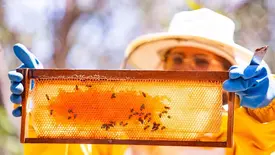 Piauí comercializa mel de abelha de alta qualidade no mercado internacional (Foto: Reprodução)