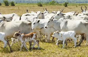 Prazo para recadastramento do rebanho piauiense termina dia 31 de dezembro (Foto: Licia Rubinstein)