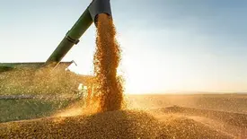 Valor da produção agrícola do Piauí registra crescimento superior a 380% (Foto: Reprodução)