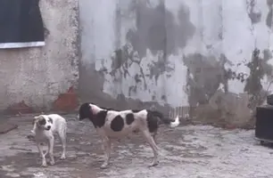 Cães são resgatados após denúncia de zoofilia e maus tratos em Teresina (Foto: Reprodução)