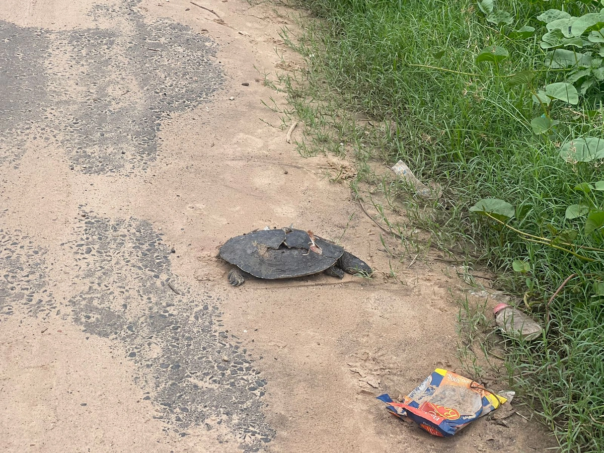 Cágado atropelado