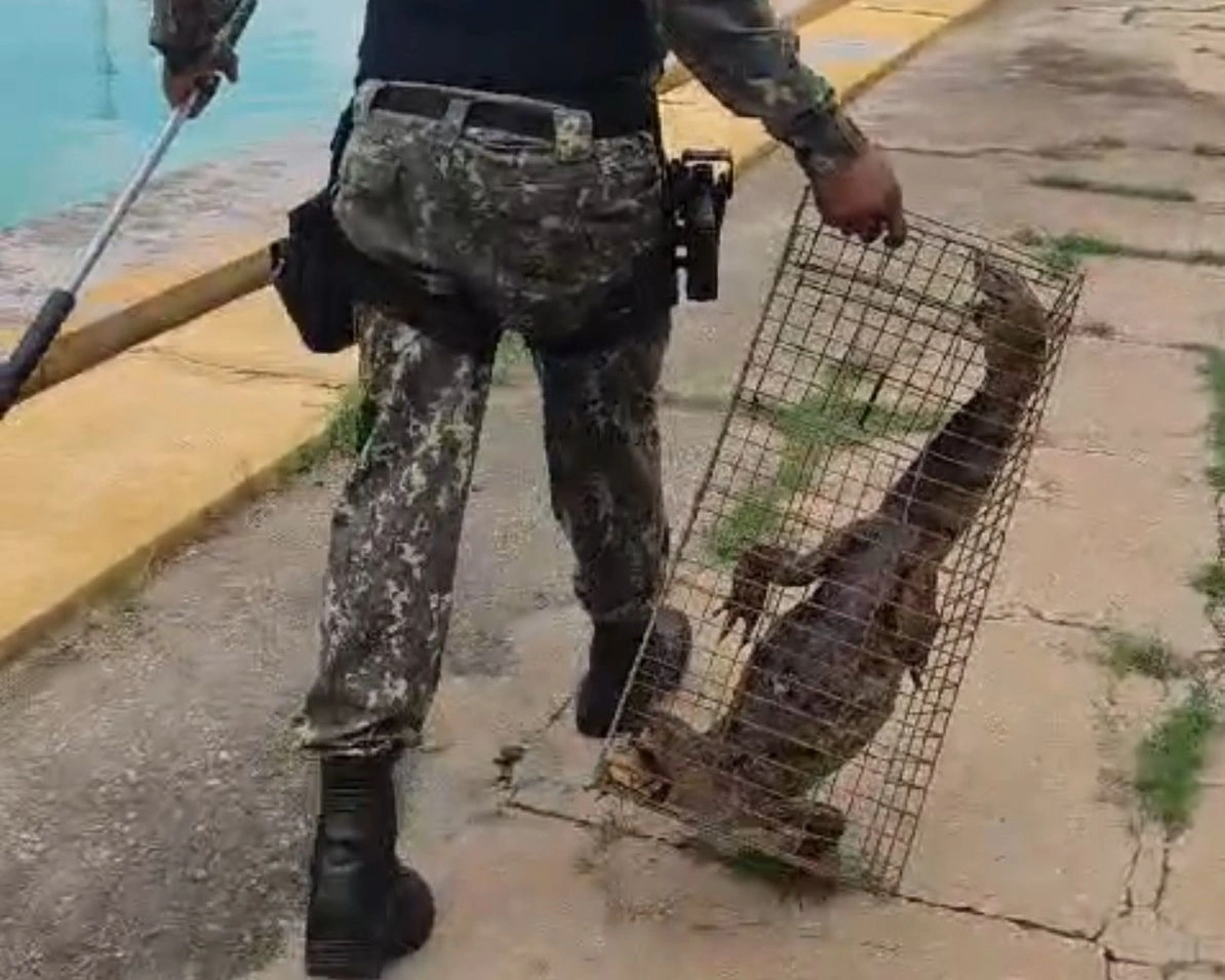 Jacaré é resgatado dentro de piscina no setor de esportes da UFPI