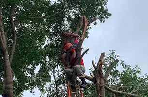 Jovem sofre descarga elétrica e fica preso em árvore durante trabalho em Piripiri (Foto: Reprodução)