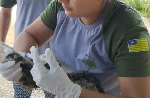 Macaca grávida leva choque em poste, recebe socorro, mas morre no Piauí (Foto: Reprodução/Corpo de Bombeiros Civil de Pedro II)