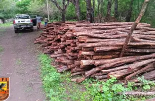 Madeira apreendida pela polícia (Foto: Reprodução)