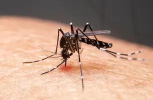 Sesapi adota medida emergencial contra aumento dos casos de dengue (Foto: Reprodução)