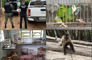 Várias aves e um macaco prego são resgatados em situação de maus-tratos no Piauí (Foto: Reprodução)