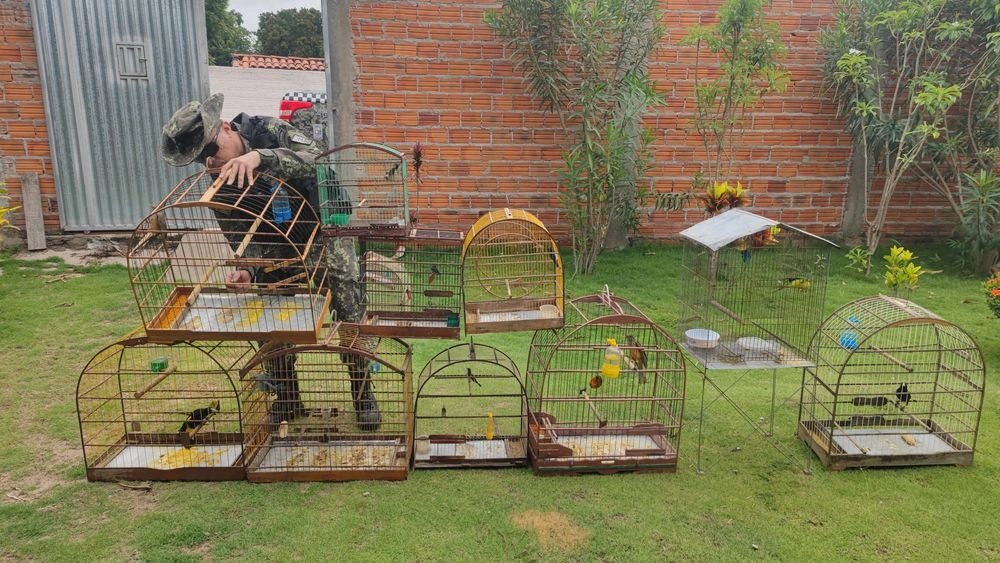 Batalhão Ambiental apreende 50 aves silvestres em município do Piauí