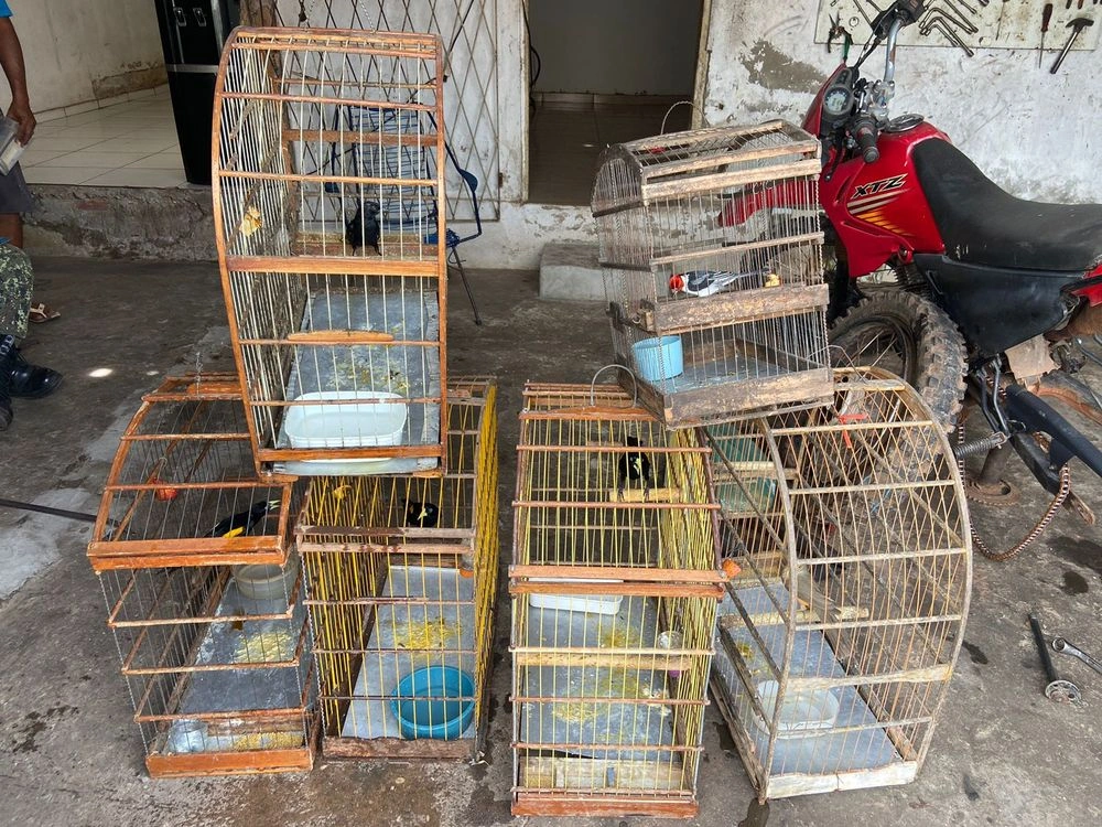 Batalhão Ambiental apreende 50 aves silvestres em município do Piauí