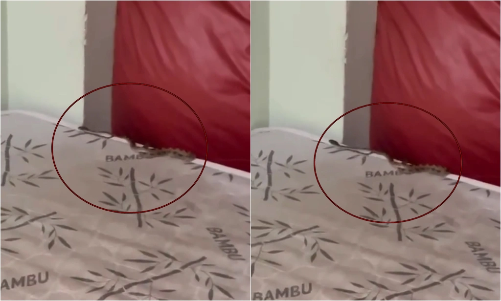 Cobra é encontrada dentro do dormitório de hospital em Parnaíba