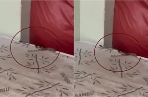 Cobra é encontrada dentro do dormitório de hospital em Parnaíba (Foto: Reprodução)