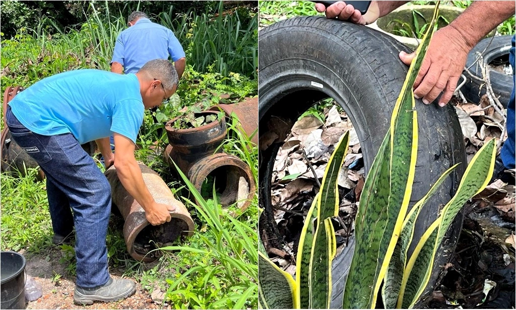 Combate à dengue