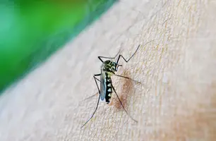 Mosquito da dengue (Foto: Nuzee/Pixabay)