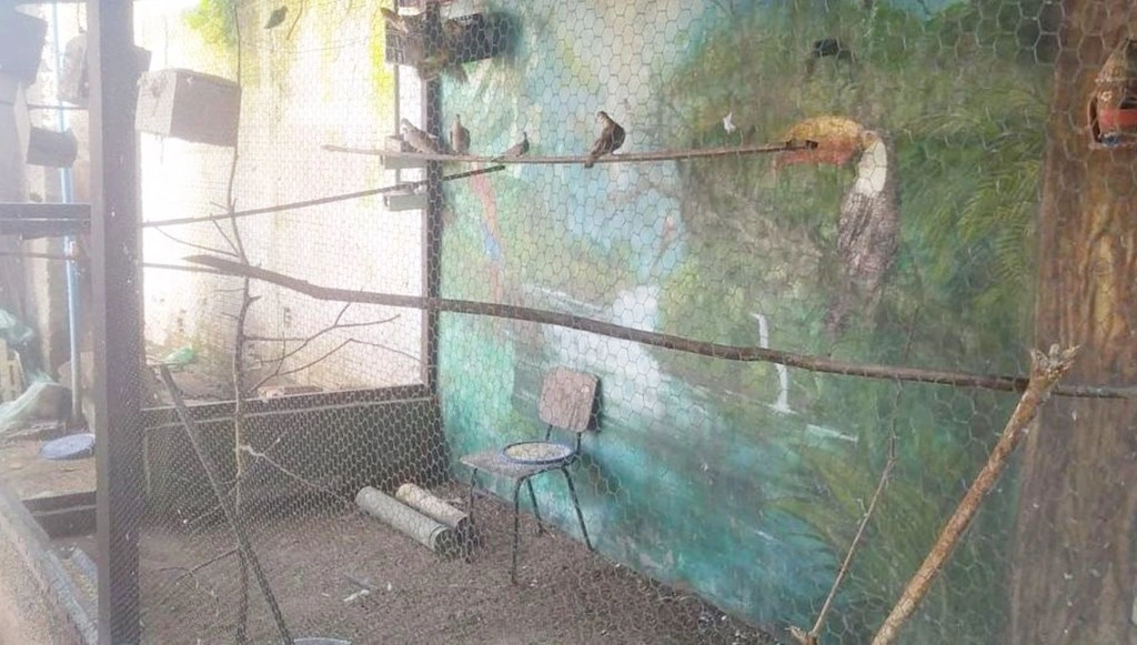 Resgate de aves silvestres