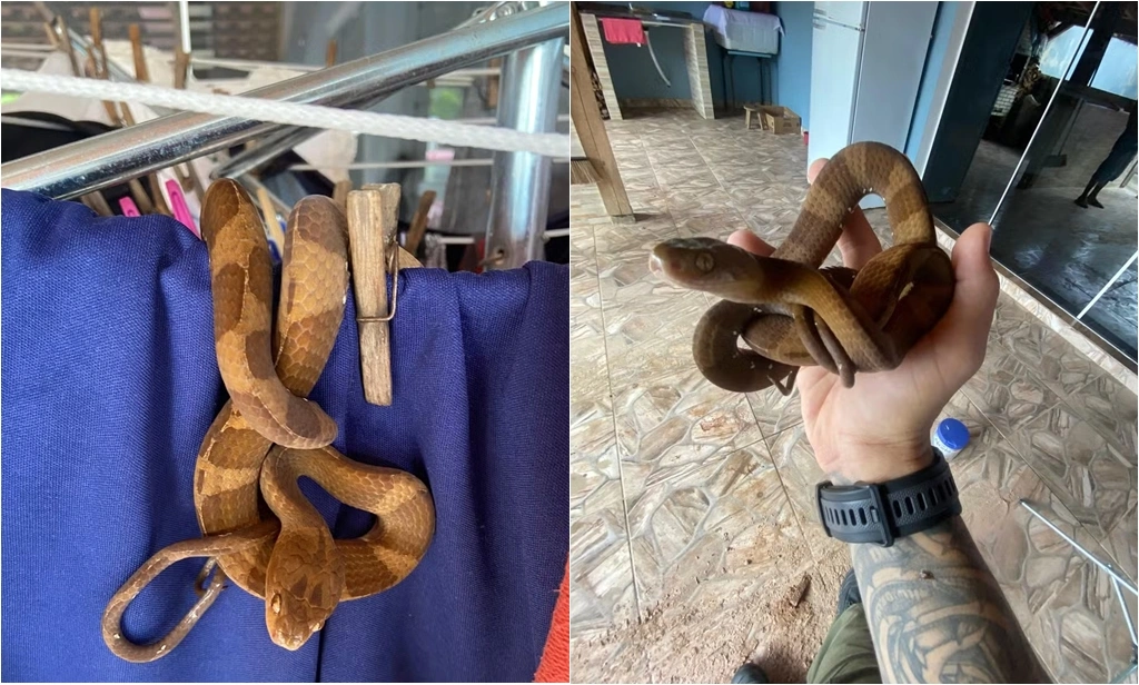 Serpente encontrada em varal