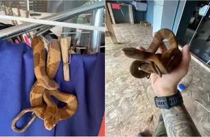 Serpente encontrada em varal (Foto: Reprodução)