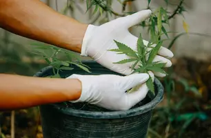 STF suspende julgamento sobre descriminalização do porte de drogas (Foto: Reprodução)