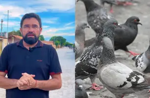 Vereador propõe criar Dia do Criador do Pombo em Parnaíba e gera polêmica (Foto: Reprodução)