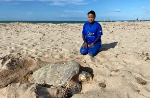 Acompanhamento de uma tartaruga desovando (Foto: Tartarugas do Delta)