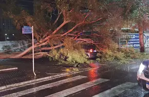 Árvore cai sobre fiação elétrica e carro deixando casal preso durante chuva em Teresina (Foto: Reprodução/Corpo de Bombeiros)